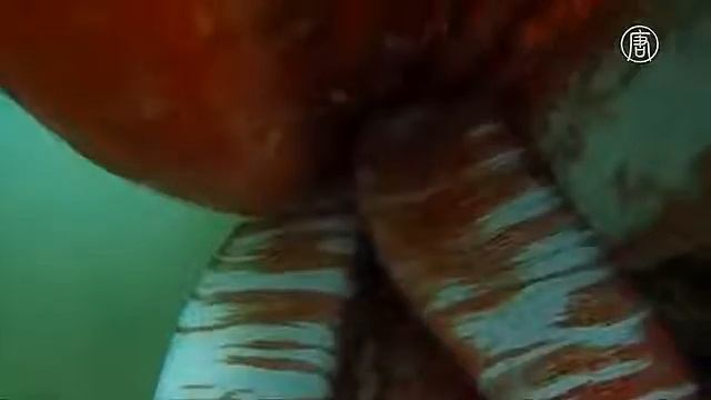 Гигантского кальмара засняли у берегов Японии смотреть онлайн