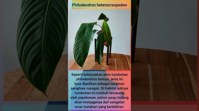 PHILODENDRON HETEROCRASPEDON