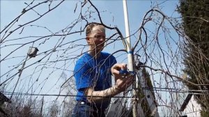 Александр Петров. Формирование плакучей формы лиственницы и берёзы