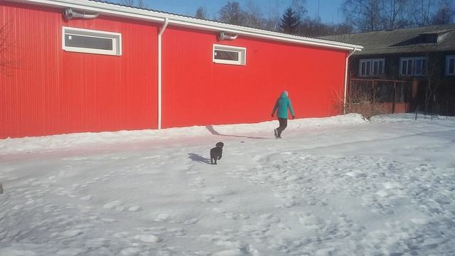 Игра и воспитание щенка лабрадора смотреть онлайн