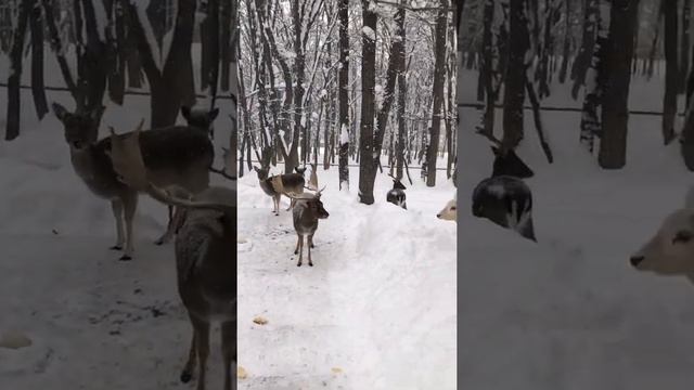 Армения. Заповедник в Цахкадзоре