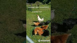 Ошейник чтобы петух не кричал и куры на свободном выгуле
