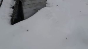 Как зимует Карника? Нужно ли утеплять пчёл?