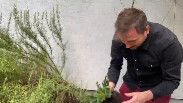 Planting Lewisia Cotyledons - From Container to Flower Bed смотреть онлайн