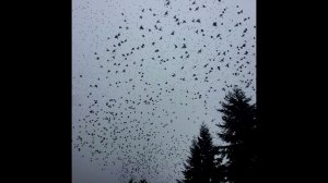 [FREE] PHARAOH x WHITE PUNK x ВЫШЕЛ ПОКУРИТЬ type beat - 'Остатки прошлого'