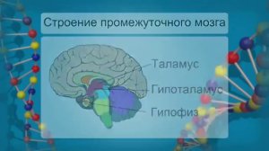 Головной мозг, его строение и функции