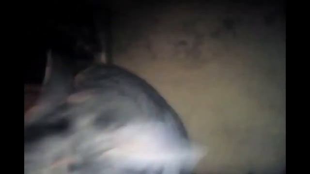 Ушной клещ у кроликов лечение в домашних условиях (Деревенская жизнь #3) смотреть онлайн