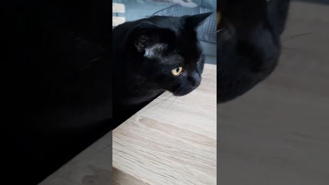 British black cat/ британский кот/Стиво