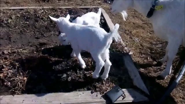 Наша коза родила! Ух.... Выдохнули) смотреть онлайн