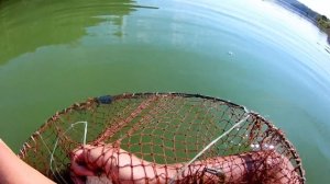 СТОЛЬКО РАКОВ Я ЕЩЕ НЕ ЛОВИЛ ЭТИМ ЛЕТОМ! Ловля раков на СЕКРЕТНУЮ ПРИМАНКУ / Жор раков 2021