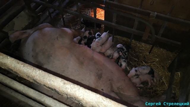Опорос раньше времени! Ранний опорос свиноматки! Рождение поросят раньше срока!