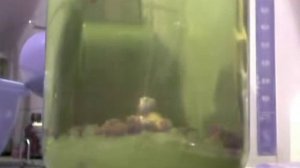 Индийский морской рис