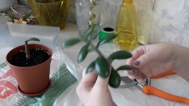 КАК ФОРМИРОВАТЬ ДЕНЕЖНОЕ ДЕРЕВО. ОБРЕЗКА РАЗМНОЖЕНИЕ ТОЛСТЯНКИ (КРАССУЛЫ)Crassula ovata,Money Tree