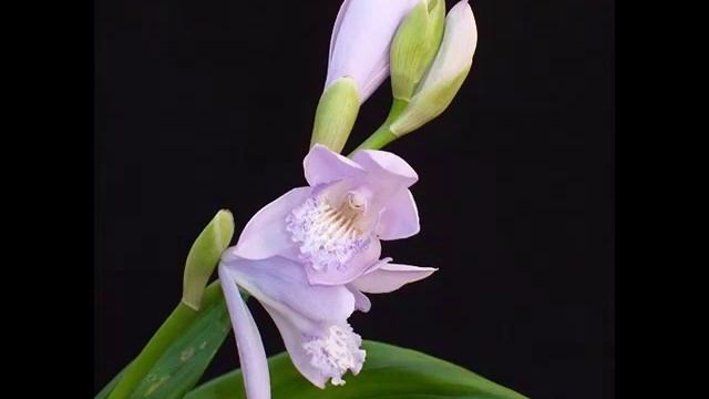 Лекарственная орхидея Bletilla на orhideimoi.ru.mp4 смотреть онлайн