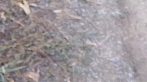 ПОШЕЛ СНЕГ В ОКТЕБРЕ.