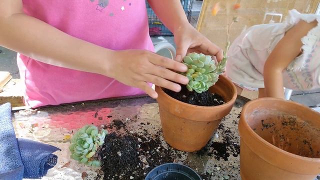 REPOTTING BEN BADIS SUCCULENT/TERRACOTTA POTS #succulentgarden #collectionsucculent #Benbadis смотреть онлайн