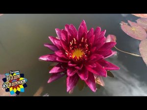 Нимфея Anantachai (Анантачай) кувшинка, waterlily, водные растения, пруд