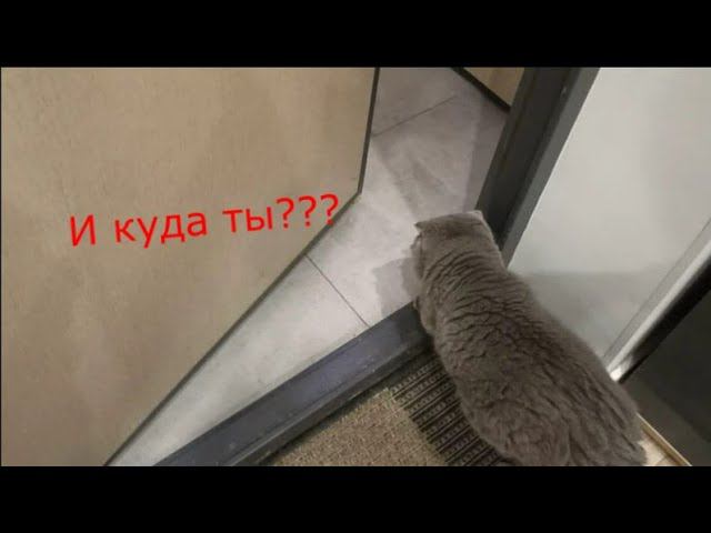 Что будет ЕСЛИ открыть ВХОДНУЮ ДВЕРЬ перед котом? Эксперимент смотреть онлайн