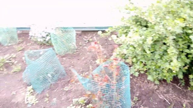 Мои цветочки
