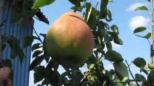 Курземская маслянистая