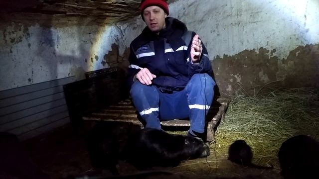 КАК ПРИРУЧИТЬ НУТРИЮ. Ответы на вопросы.