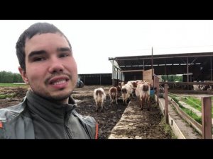 Загоняем коров в загон перед дойкой