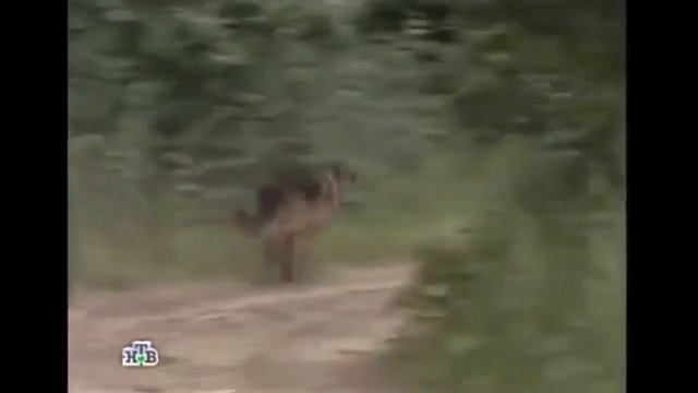 Возвращение Мухтара. Ради правого дела смотреть онлайн