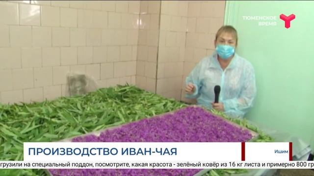 Производство иван-чая в Ишиме смотреть онлайн