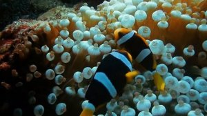 ВОЛШЕБНЫЕ ЗВУКИ ПОДВОДНОГО МИРА/ МУЗЫКА ДЛЯ СНА И ОТДЫХА/ ОКУНИТЕСЬ В ГАРМОНИЮ И КРАСОТЫ ОКЕАНА