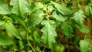 Томат Кофе с молоком - обзор и дегустация