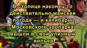 В столице наконец-то действительно майская погода — и капибары Московского зоопарка вышли в свой