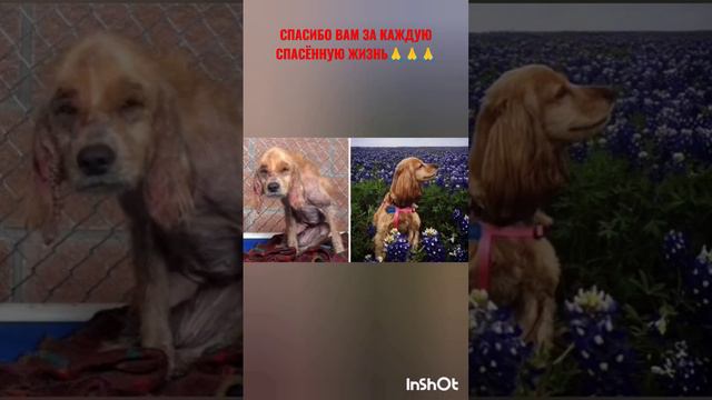 СОБАКИ, КОТОРЫМ ЛЮДИ ДАЛИ ВТОРУЮ ЖИЗНЬ#собаки#собакадругчеловека#животные#друзья