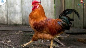 40 Животных и их голоса  Развивающие мультики для детей от 1 года 1