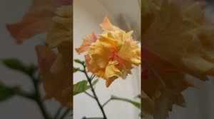 Most beautiful and colorful  hibiscus flowers from my balcony garden.