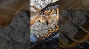 Сколопендра ловит и ест медведку / Scolopendra catches and eats mole cricket