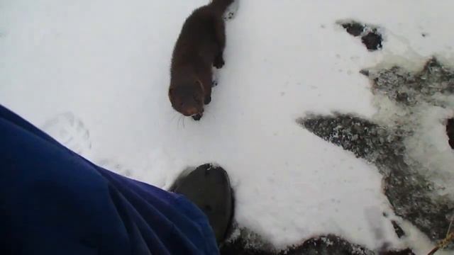 норка - рыболов смотреть онлайн