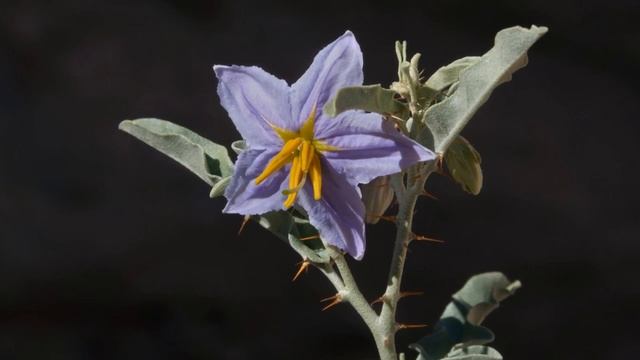 Паслен линейнолистный (Solanum elaeagnifolium Cav.).mp4
