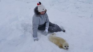 Встреча с бельками на Белом море