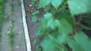 Хоста лучше растет в тени