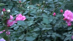 О гармонии сада. Исправляю ошибки