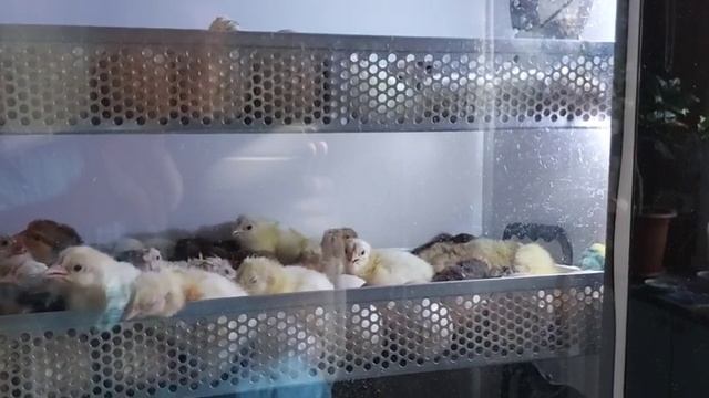 Инкубатор OVO-156. Первый вывод ‐ второй отзыв! смотреть онлайн