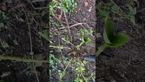 #обработка_под_зиму_железным_купоросом???»цветы от Фаины »