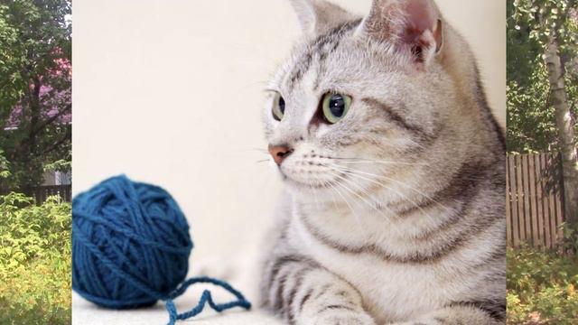 Бложек №3- Много котиков!^-^ смотреть онлайн