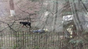 Доберман напал на хозяйку