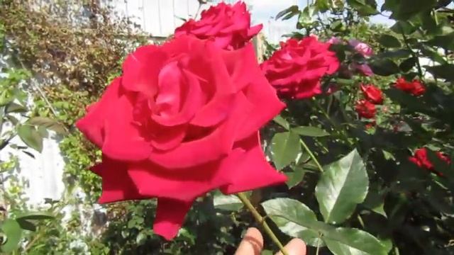 Мой Розовый Сад 2019г.Помогите определить сорт розы. Осеннее цветение.. смотреть онлайн