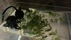 Эпиплатис Факельный. Сажаю в кубик 2 пары. Осмотр и очистка растений от улиток.