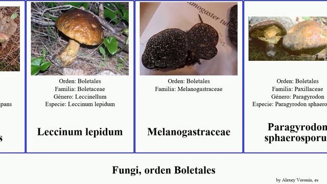 Fungi, orden Boletales boletus suillus xerocomus fungus cepa lupinus tenax radicans longipes You смотреть онлайн