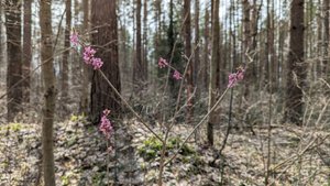 21.04.23 Снова в лесу, приоткрыла сезон. Направление - восточное 🧭.