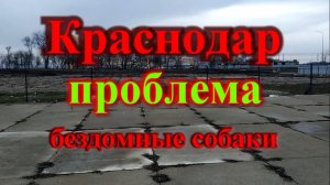 В Краснодаре много бездомных собак