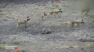 Сумасшедшая атака Кабана на Львов! Бородавочник Против Льва, Буйвола, Гиены, Леопарда, Крокодила